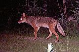 Coyote_070310_2219hrs